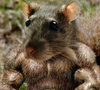 MuscleRat.jpg