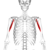 250px-Coracobrachialis_muscle05.png