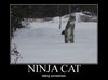 ninja-22cat.jpg