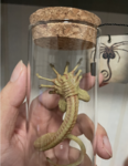 Screenshot 2025-12-06 at 09-42-22 1_6 Alien Xenomorph Facehugger Larval Model eBay.png