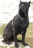 cane-corso-mastiff-1.jpg