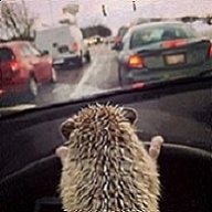 hedgehog