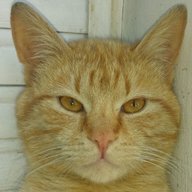 Petar DPM