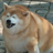SokOdSljive